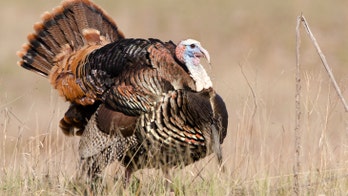 Hunters expected to recover from injuries after being mistaken for actual turkeys