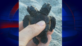 Turtle with two heads spotted in Florida