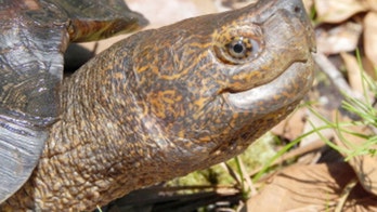 Tourists plaster turtles in Chinese zoo with money