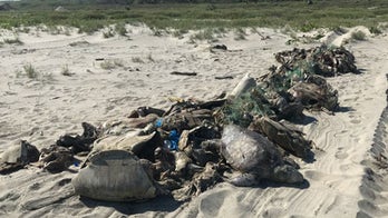 More than 300 vulnerable sea turtles found dead in sea off Mexico