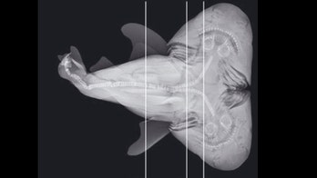 Double-headed shark fetus netted by fisherman