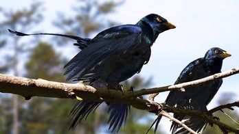 What color were dinosaur feathers?