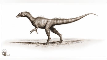 Mini T. Rex: 'Welsh Dragon' may be earliest Jurassic dinosaur