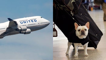 United Airlines bans 25 breeds of dogs and cats from cargo hold