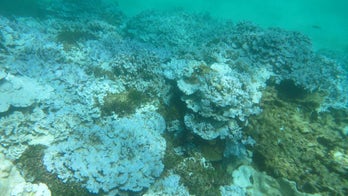 NOAA: Coral bleaching has gone global for the third time ever