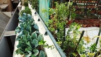 Tips for growing a garden in a city