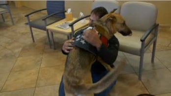 Video shows moment Marine vet reunited with missing service dog