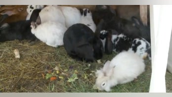 More than 100 bunnies found dead or injured on the side of the road in Utah