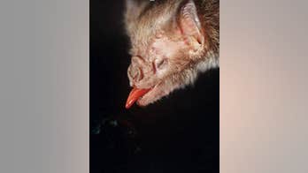 Blood-only diet numbed vampire bat's taste buds