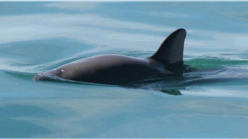 Chinese demand for rare fish bladders could spell extinction for world's smallest porpoise