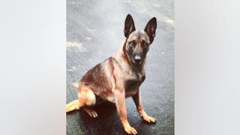 When 'man bites dog': Suspect chomps K-9, but the K-9 chomps right back