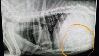 Oklahoma vet says he pulled 21 pacifiers from dog's stomach