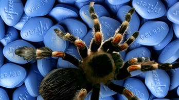 Veneno de araña podría remplazar el Viagra