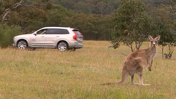 Volvo's cars will soon be able to detect and avoid crafty kangaroos