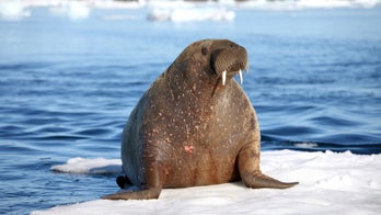 Parasitic worm in walrus meat infects 10 people in Alaska