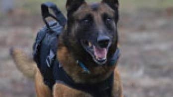 Warrior Dog Foundation