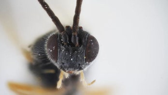 'Alien' wasps lay eggs inside caterpillars that burst through them