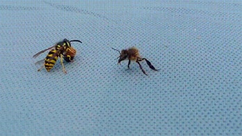 Wasp rips bee in half in viral video