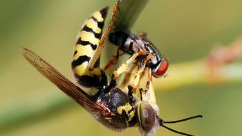 Wasp sting causes man's stroke