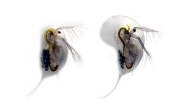 Armor up! Water fleas grow helmets and spines for battle