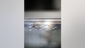 Bug bots! These insect-inspired robots can jump on water