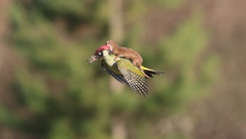 Photographer captures weasel hitching ride on woodpecker's back