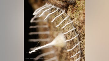 Mystery of bizarre Amazon web formations unraveled