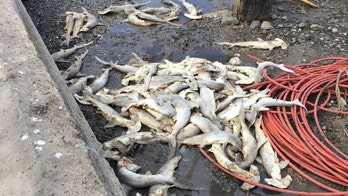 Deaths, dumping of nearly 100 baby hammerhead sharks being investigated in Hawaii