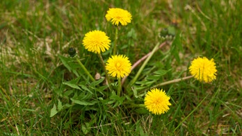 Is it safe to eat weeds?