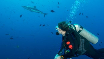 Watch a scuba diver give a giant shark a huge hug