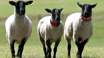 Sheep may have munched on cannabis plants; official fears 'psychotic rampage'