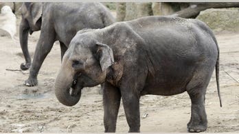 Guests at Prague Zoo can transform elephant dung into paper