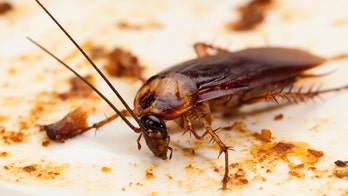 Is cockroach milk the next big superfood?