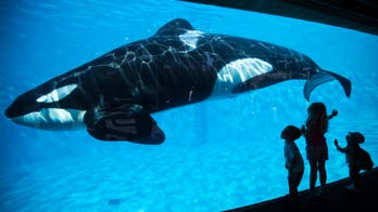 SeaWorld getting rid of plastic straws, plastic bags at all US parks