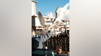 Man fined nearly $120 after being attacked by seagull