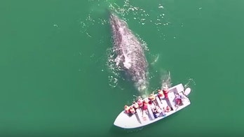 Tourists get rare chance to pet gray whale and her calf