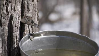 Maple sap headed from tree tap to beer tap to make seasonal maple brews