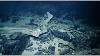 Rare 'whale fall' spotted by deep-sea scientists