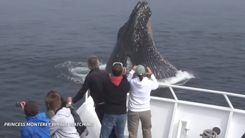 Humpback whales lunge toward California tour boat in shocking video