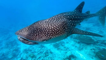 Dead whale shark in Florida washes up on beach; red tide likely killer