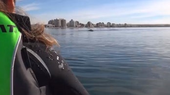 Two kayakers get lifted out of water by a whale