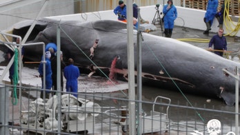 GRAPHIC IMAGES: Endangered fin whales slaughtered in Iceland