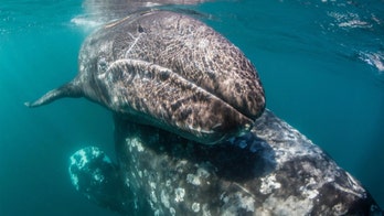 Pliny the Elder wasn't crazy after all. There were whales in the Mediterranean