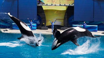 SeaWorld euthanizes sick orca, making her the third whale to die at park in 2017