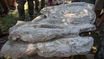 Rare whale fossil pulled from California backyard by sheriff's search-and-rescue team