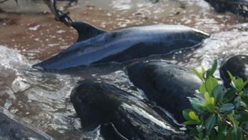 More than 80 false killer whales dead in South Florida