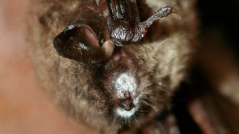 White-nose syndrome that attacks bats is on the move