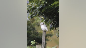 Rare 'ghost owl' with white feathers spotted in Britain