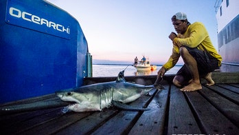 Research group confirms great white shark nursery off New York's Long Island