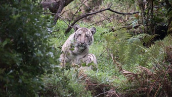 PHOTOS: Extremely rare ‘pale tiger’ photographed for the first time ever